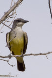 Western Kingbird