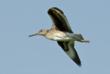 Willet