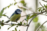 Blue Tit