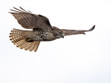 Red Tailed Hawk in flight