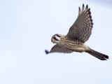 Kestrel in Flight