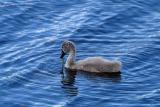 Swan Chick