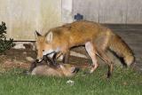 Mother fox and Babies 3