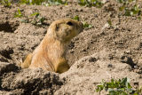 Prarie Dog