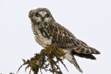 Short Eared Owl