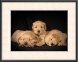 5 Golden Retriever Pups - 4 1/2 Weeks Old in the Studio