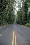 Kauai Tree Tunnel.jpg