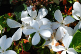 Flowers 01.jpg