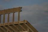 austin2008_005.jpg