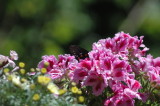 black butterfly on a pelargonium