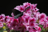 black butterfly on a pelargonium