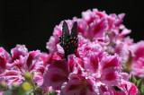 black butterfly on a pelargonium