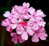 Phlox