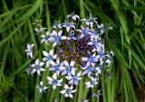 Scilla Peruviana