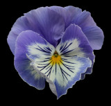 Pansy