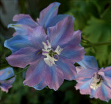 Delphinium