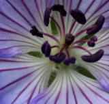 Geranium Jolly Bee...close up