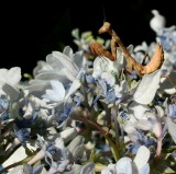Hydrangea flower with my new Praying Mantis...a young one