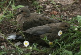 Wild Birds and Somewhat Tame Birds