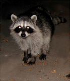 Baby Racoon that was in my garden tonight with her mother and 3 siblings...