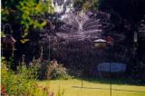 Copper Sprinkler 7-18-00.JPG