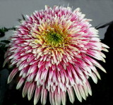 Gerbera Daisy...took pic at nursery...they dont do well in my garden