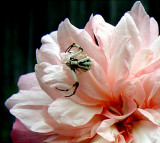  Crab Spider on Irene Watts Rose