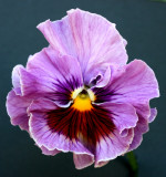  Pansy