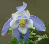  Columbine   after the rain...