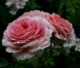 Rose...James Galway ...on a misty day