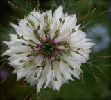  Nigella  ~ Love in a Mist ~