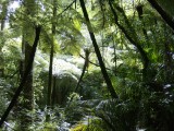 Warkworth Kauri Park tree ferns