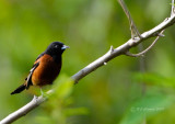 Orchard Oriole