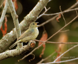 Painted Bunting (Female)