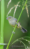 Painted Bunting (Female)