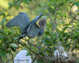 Little Blue Heron with  chicks