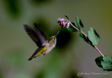 Rufous Hummingbird