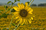 Sun Flower