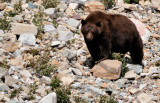 Montana Grizzly