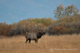 Early Morning Bull Elk