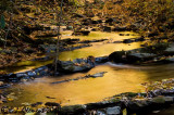 Creek on Happy Hollow Road