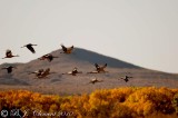 Sandhills in Flight