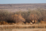 Elk, Bulls & Cows