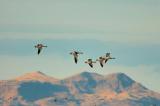 Snow Geese  Flight of Five