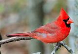 Male Cardinal