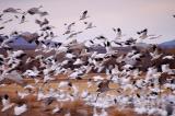 Snow Geese and Sandhills