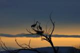 Great Blue Heron at Sunrise.