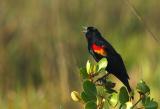 Red Winged Blackbird