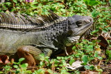 Green Iguana (Gallina de palo)