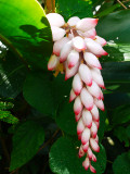 P1030833c.jpg